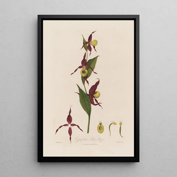 Cypripedium Venuksen kengän orkidea - Robert John Thornton — kehystetty taideteos seinällä
