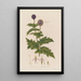 Echinops sphaerocephalus eli azuurin pallotähtikasvi - Robert John Thornton — kehystetty taideteos seinällä