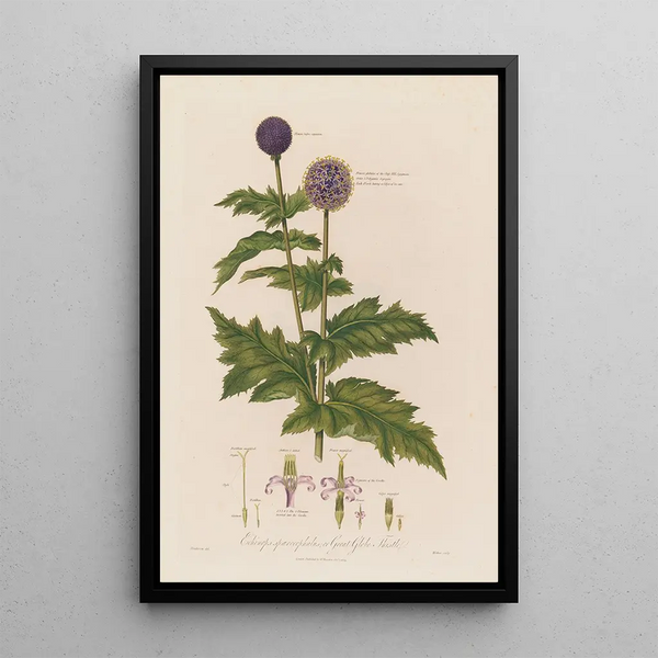 Echinops sphaerocephalus eli azuurin pallotähtikasvi - Robert John Thornton — kehystetty taideteos seinällä