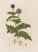 Echinops sphaerocephalus eli azuurin pallotähtikasvi - Robert John Thornton — näkymä teoksesta