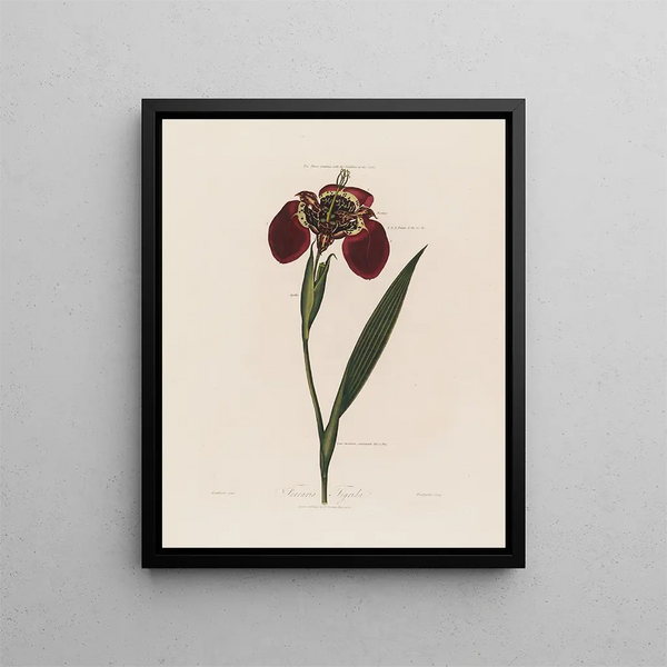 Ferraria tigris - Robert John Thornton — kehystetty taideteos seinällä