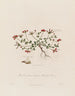 Lotus corniculatus ou trèfle des oiseaux - Robert John Thornton — näkymä teoksesta