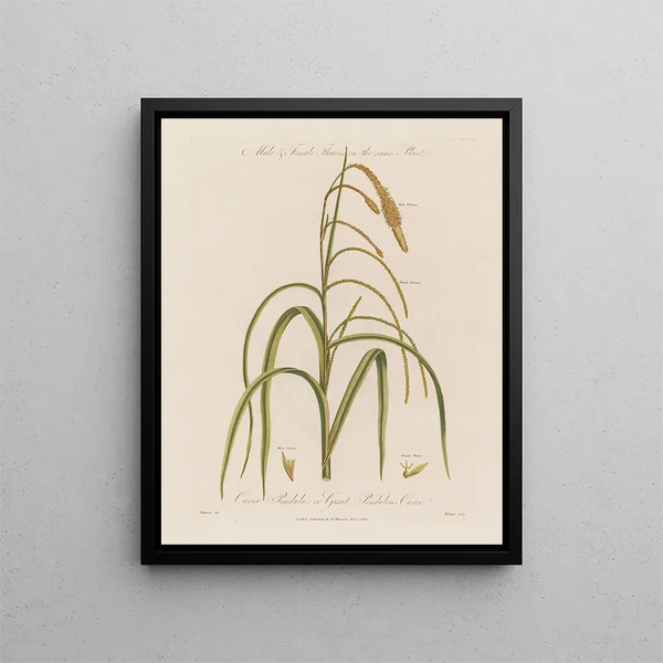 Fleurs mâles et femelles sur la même plante Carex pendula ou carex pendule - Robert John Thornton — kehystetty taideteos seinällä