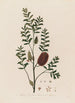 Melaleuca ericifolia eli Melaleuca kanervalehtinen - Robert John Thornton — näkymä teoksesta