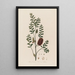 Melaleuca ericifolia eli Melaleuca kanervalehtinen - Robert John Thornton — kehystetty taideteos seinällä