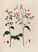 Nicotiana tabacum - Robert John Thornton — näkymä teoksesta