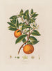 Orange - Robert John Thornton — näkymä teoksesta