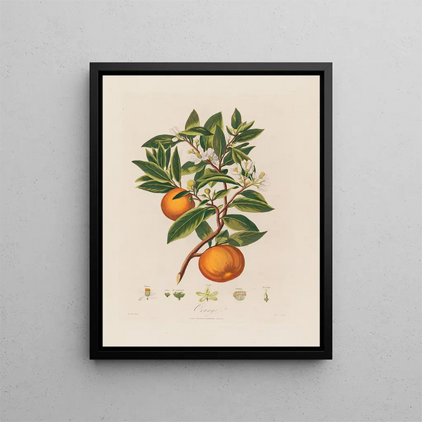 Orange - Robert John Thornton — kehystetty taideteos seinällä