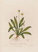 Plantago lanceolata eli piikkilehtinen plantain - Robert John Thornton — näkymä teoksesta