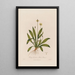 Plantago lanceolata eli piikkilehtinen plantain - Robert John Thornton — kehystetty taideteos seinällä