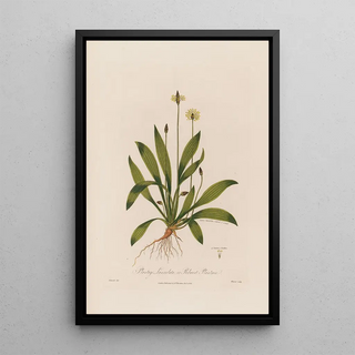 Robert John Thornton - Plantago Lanceolata or Ribwort Plantain.webp