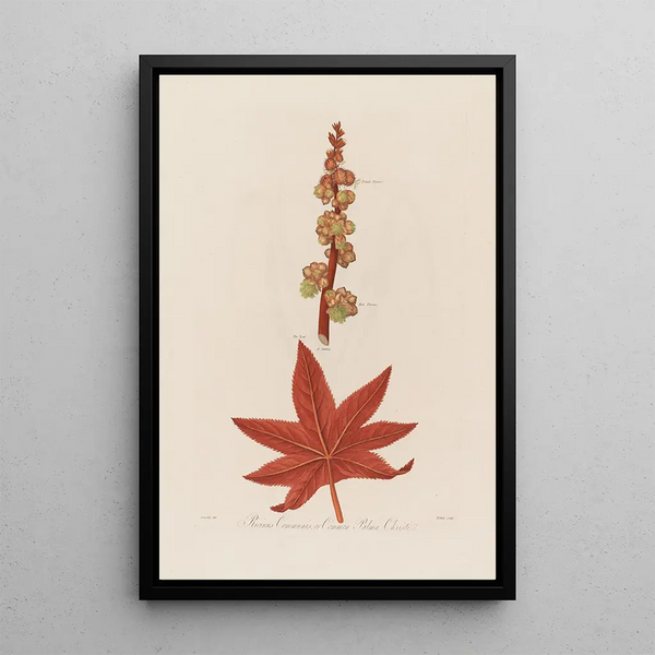 Ricinus communis eli Palma Christi - Robert John Thornton — kehystetty taideteos seinällä