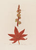 Ricinus communis eli Palma Christi - Robert John Thornton — näkymä teoksesta