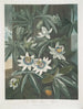 La Fleur de la passion bleue - Robert John Thornton — näkymä teoksesta