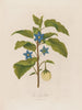 L'Aubergine - Robert John Thornton — näkymä teoksesta