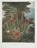 Le Stapelia porteur d'asticots - Robert John Thornton — näkymä teoksesta