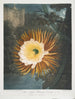 Le Cereus qui souffle la nuit - Robert John Thornton — näkymä teoksesta