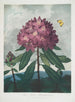 Le Rhododendron pontique - Robert John Thornton — näkymä teoksesta