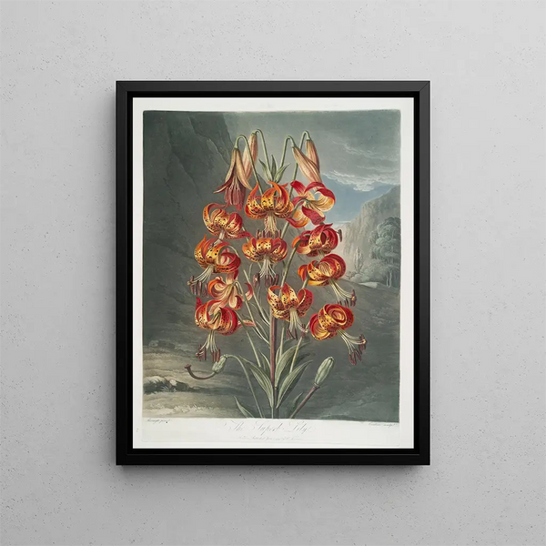 Robert John Thornton - The Superb Lily.webp