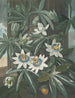La Passiflore bleue - Robert John Thornton — näkymä teoksesta
