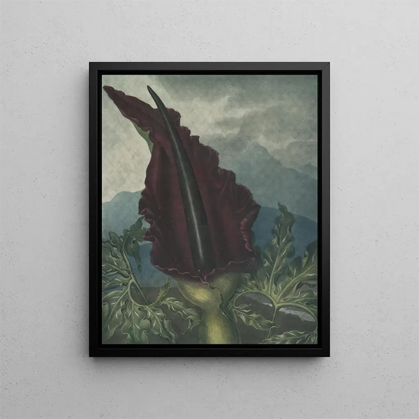 L'Arum dragon - Robert John Thornton — kehystetty taideteos seinällä