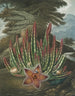 Le Stapelia porteur d'asticots - Robert John Thornton — näkymä teoksesta