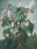 Le Bégonia à feuilles obliques - Robert John Thornton — näkymä teoksesta