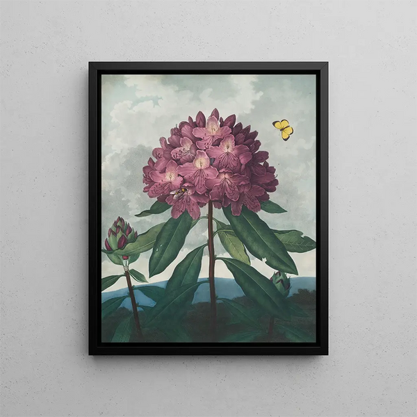 Le Rhododendron pontique - Robert John Thornton — kehystetty taideteos seinällä