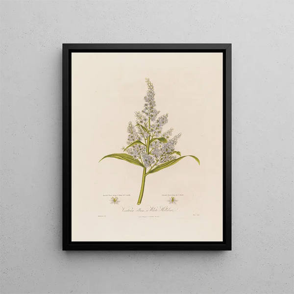 Veratrum album ou Hellébore blanc - Robert John Thornton — kehystetty taideteos seinällä