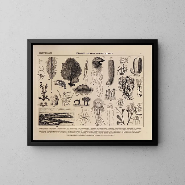 Atlas de la faune du Brésil Pl02 - Rodolpho von Ihering — kehystetty taideteos seinällä