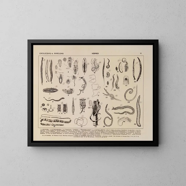 Atlas de la faune du Brésil Pl03 - Rodolpho von Ihering — kehystetty taideteos seinällä