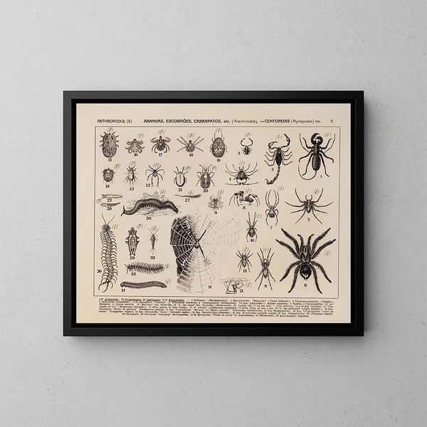 Atlas de la faune du Brésil Pl05 - Rodolpho von Ihering — kehystetty taideteos seinällä