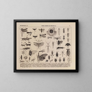 Rodolpho von Ihering - Atlas da Fauna do Brasil Pl06.webp