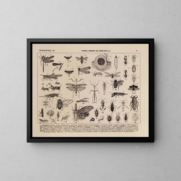 Atlas de la faune du Brésil Pl06 - Rodolpho von Ihering — kehystetty taideteos seinällä
