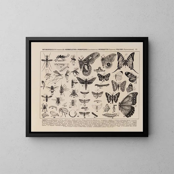 Atlas de la faune du Brésil Pl07 - Rodolpho von Ihering — kehystetty taideteos seinällä