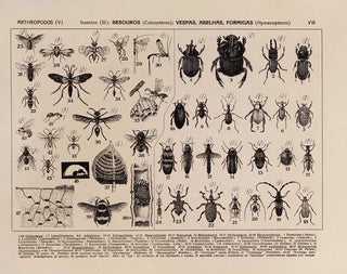 Rodolpho von Ihering - Atlas da Fauna do Brasil Pl08.webp