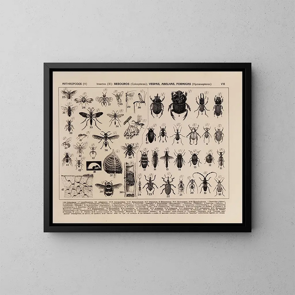 Atlas de la faune du Brésil Pl08 - Rodolpho von Ihering — kehystetty taideteos seinällä