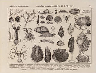 Rodolpho von Ihering - Atlas da Fauna do Brasil Pl09.webp