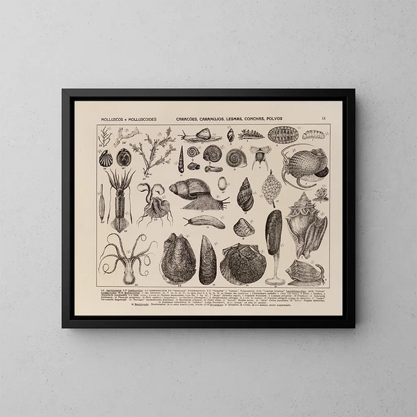 Atlas de la faune du Brésil Pl09 - Rodolpho von Ihering — kehystetty taideteos seinällä
