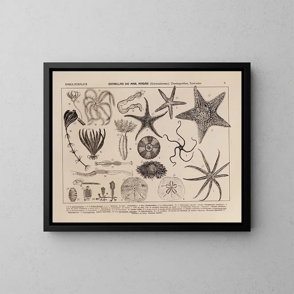 Atlas de la faune du Brésil Pl10 - Rodolpho von Ihering — kehystetty taideteos seinällä