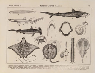 Rodolpho von Ihering - Atlas da Fauna do Brasil Pl11.webp