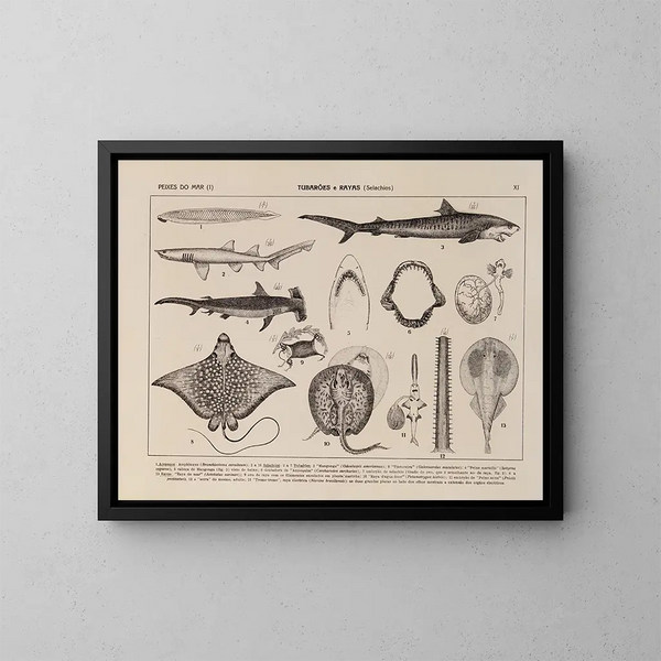 Atlas de la faune du Brésil Pl11 - Rodolpho von Ihering — kehystetty taideteos seinällä