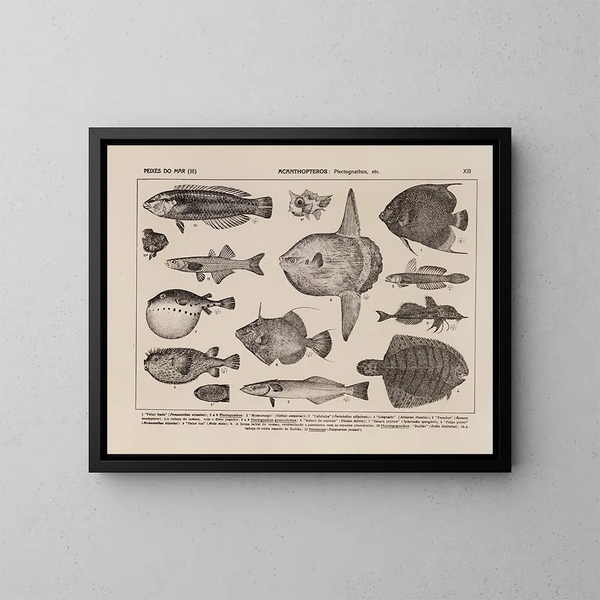 Atlas de la faune du Brésil Pl13 - Rodolpho von Ihering — kehystetty taideteos seinällä