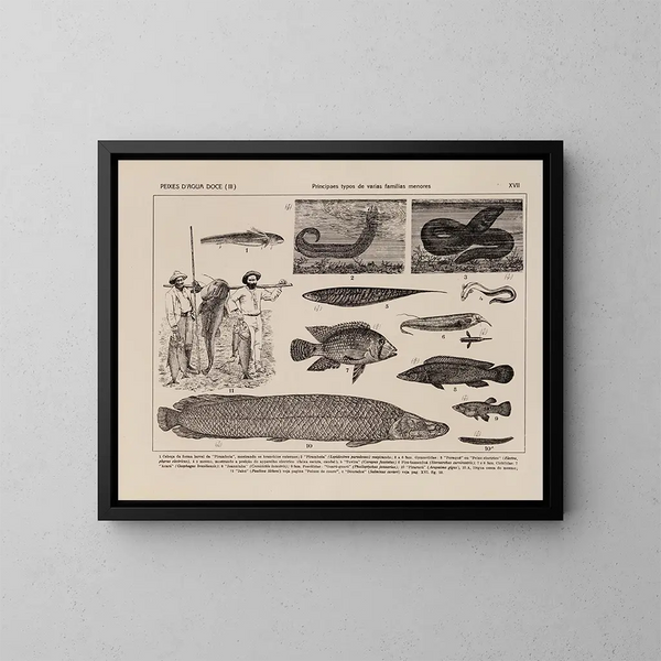 Atlas de la faune du Brésil Pl17 - Rodolpho von Ihering — kehystetty taideteos seinällä