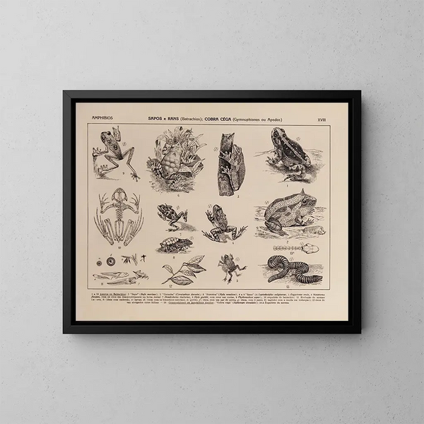 Atlas de la faune du Brésil Pl18 - Rodolpho von Ihering — kehystetty taideteos seinällä