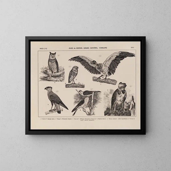 Atlas de la faune du Brésil Pl25 - Rodolpho von Ihering — kehystetty taideteos seinällä