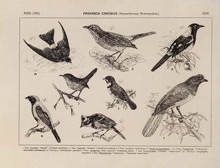 Rodolpho von Ihering - Atlas da Fauna do Brasil Pl29.webp