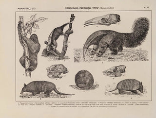 Rodolpho von Ihering - Atlas da Fauna do Brasil Pl31.webp