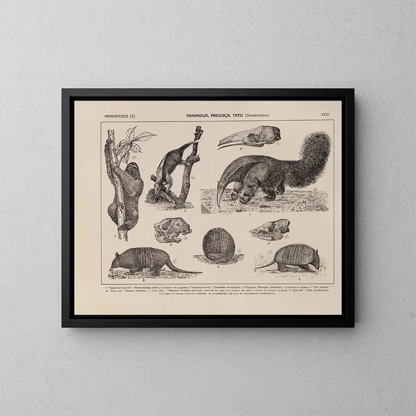 Atlas de la faune du Brésil Pl31 - Rodolpho von Ihering — kehystetty taideteos seinällä