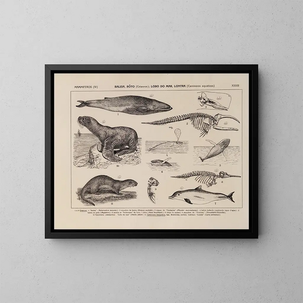 Atlas de la faune du Brésil Pl33 - Rodolpho von Ihering — kehystetty taideteos seinällä